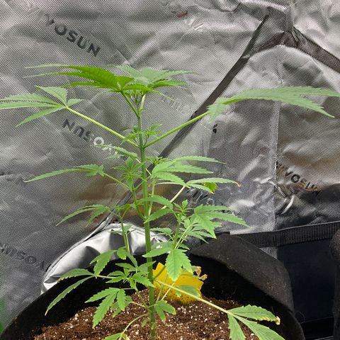 Ire  growlog timeline photo