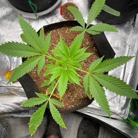 Ire  growlog timeline photo