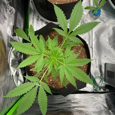 Ire  growlog timeline photo