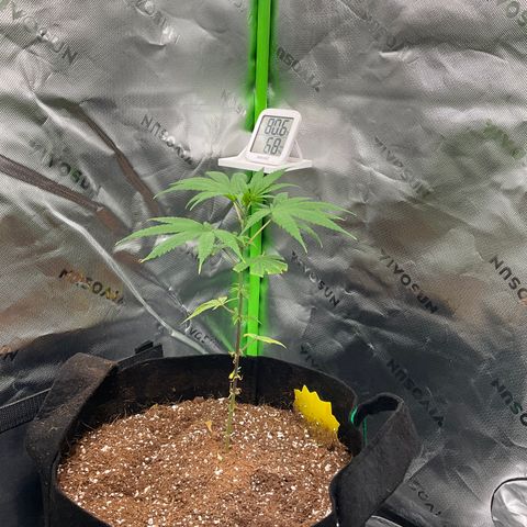 Queen Nanny  growlog timeline photo