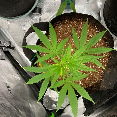 Queen Nanny  growlog timeline photo