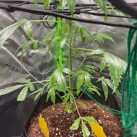 Ire  growlog timeline photo