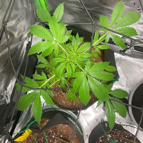 Ire  growlog timeline photo