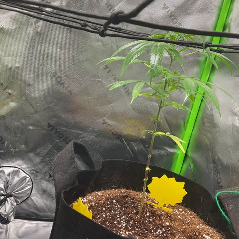 Queen Nanny  growlog timeline photo