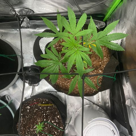 Queen Nanny  growlog timeline photo
