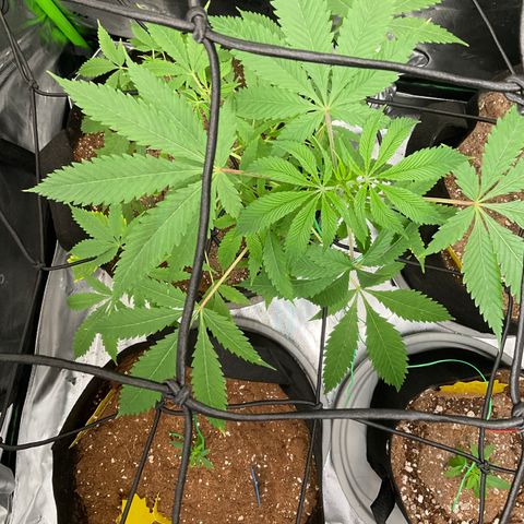 Ire  growlog timeline photo