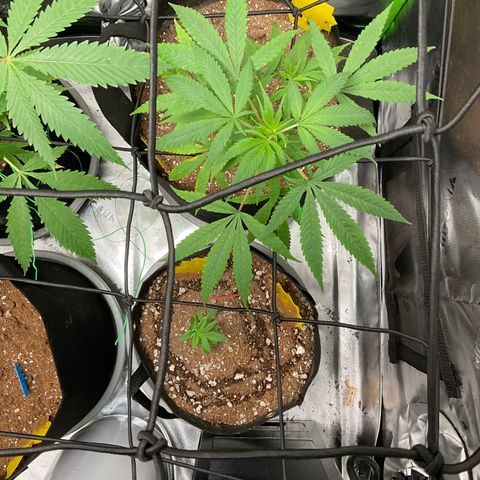 Queen Nanny  growlog timeline photo