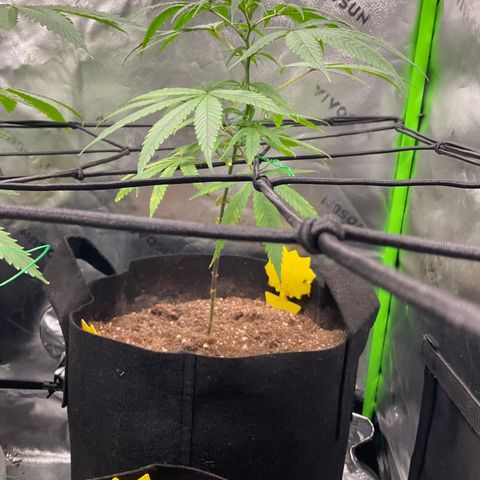 Queen Nanny  growlog timeline photo