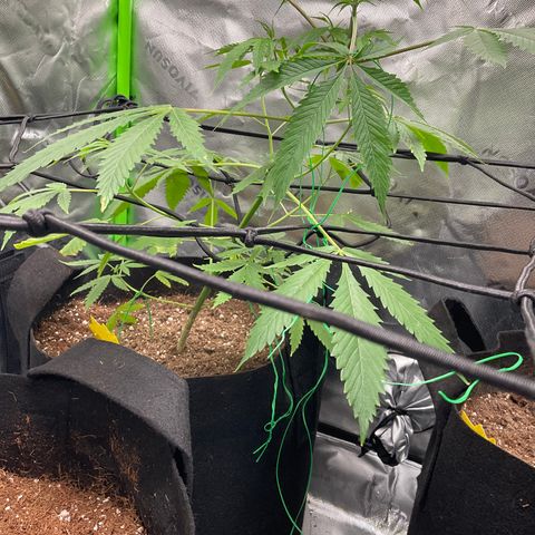 Ire  growlog timeline photo