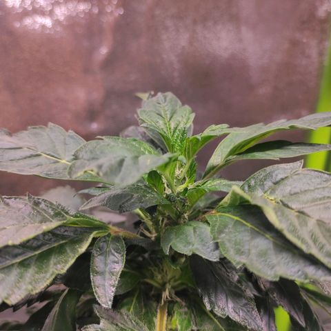 4 indicas growlog timeline photo