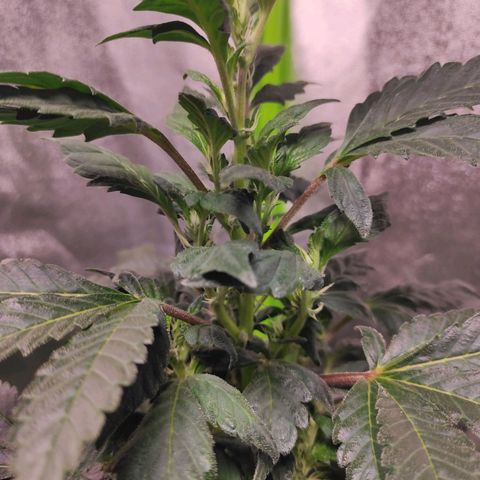 4 indicas growlog timeline photo