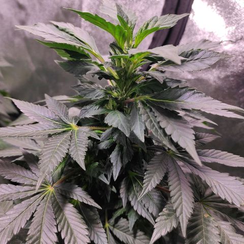 4 indicas growlog timeline photo