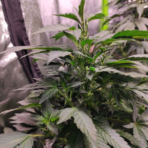 4 indicas growlog timeline photo