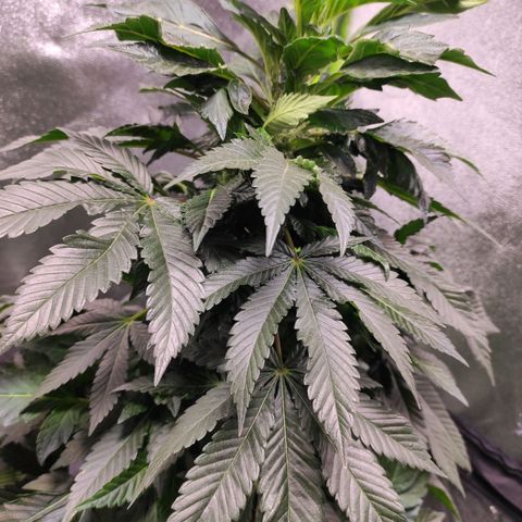 4 indicas growlog timeline photo