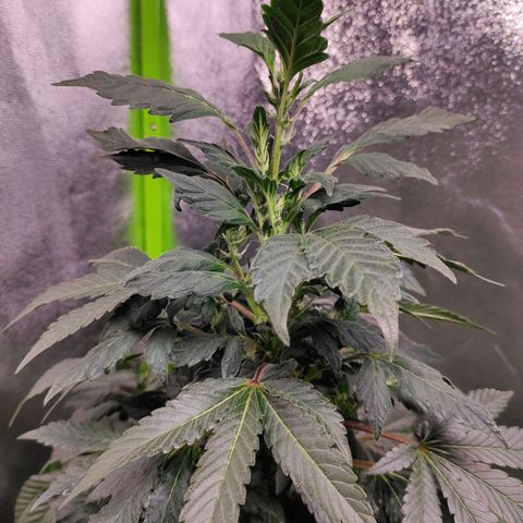 4 indicas growlog timeline photo