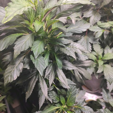4 indicas growlog timeline photo