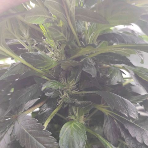4 indicas growlog timeline photo
