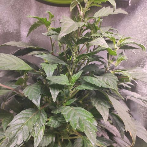 4 indicas growlog timeline photo