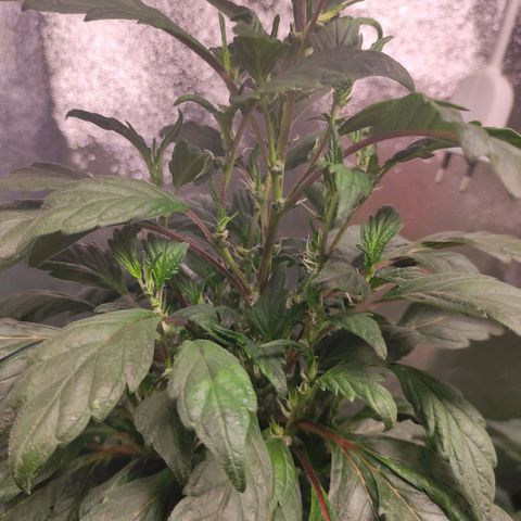 4 indicas growlog timeline photo