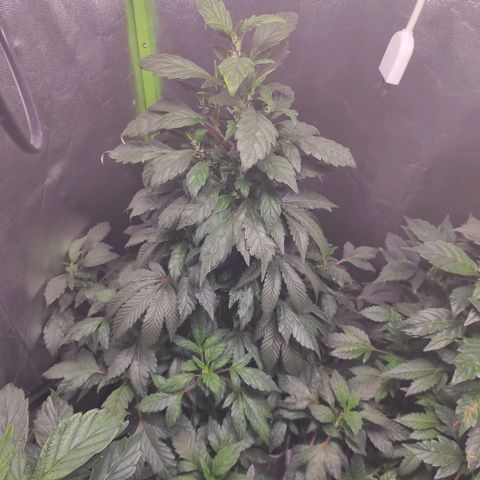 4 indicas growlog timeline photo