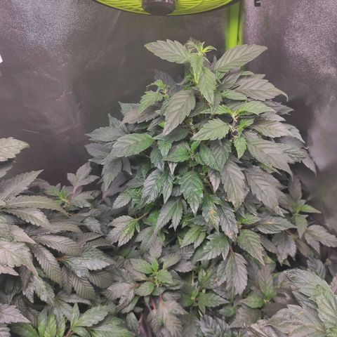 4 indicas growlog timeline photo