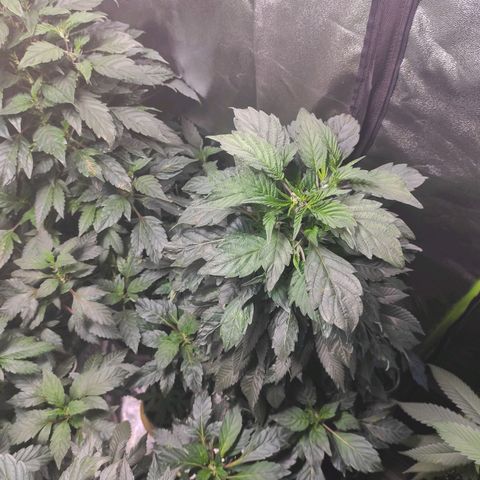 4 indicas growlog timeline photo