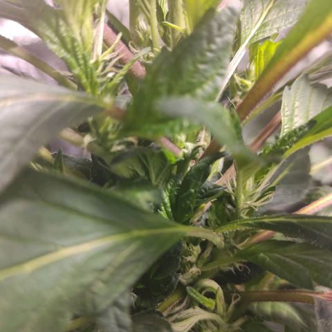4 indicas growlog timeline photo