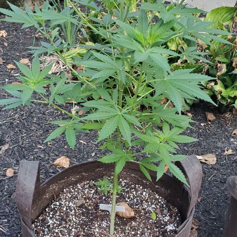 Grandaddy Purple growlog timeline photo