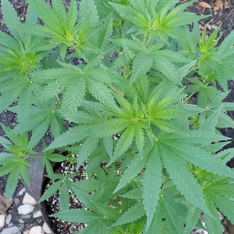 Grandaddy Purple growlog photo: Looking healthy!