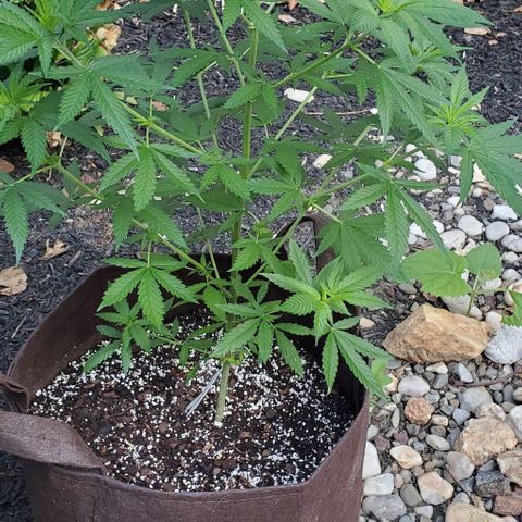 White Berry growlog timeline photo