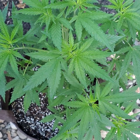 White Berry growlog photo: Looking healthy!