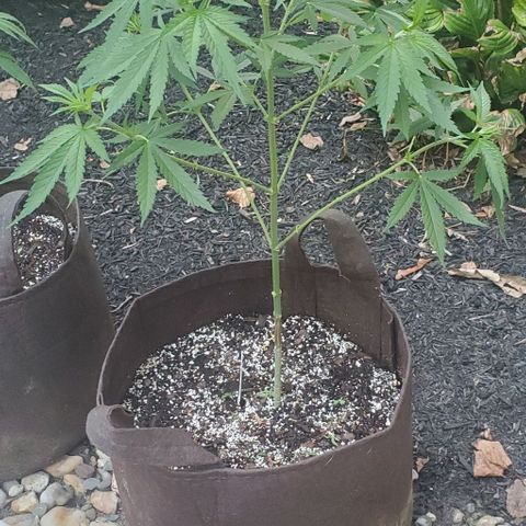 White Berry growlog photo: Trimmed