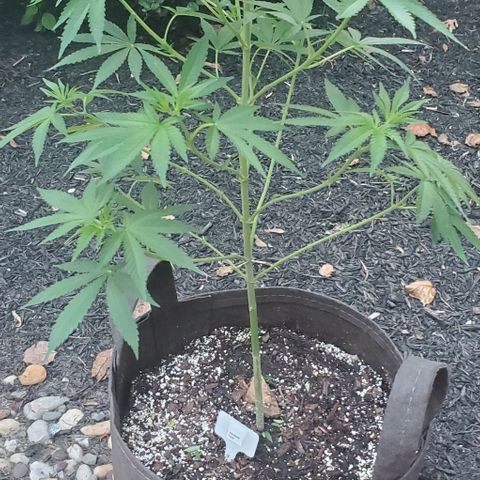 Grandaddy Purple growlog photo: Trimmed