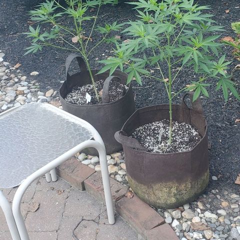 Grandaddy Purple growlog photo: The two