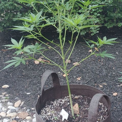 Grandaddy Purple growlog photo: Strong!