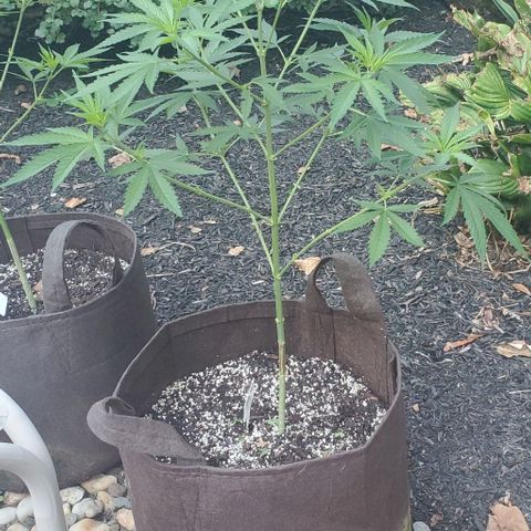 White Berry growlog photo: Strong!