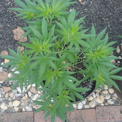 Grandaddy Purple growlog photo: Looking good!