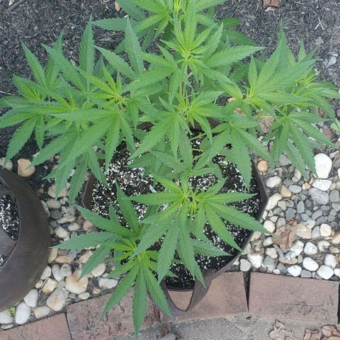 White Berry growlog photo: Looking good!