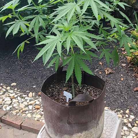 White Berry growlog timeline photo