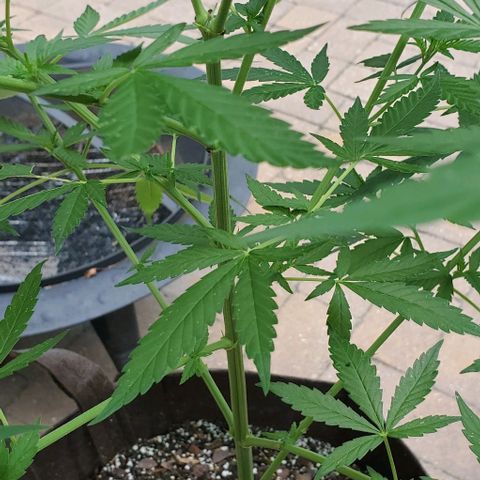 White Berry growlog timeline photo