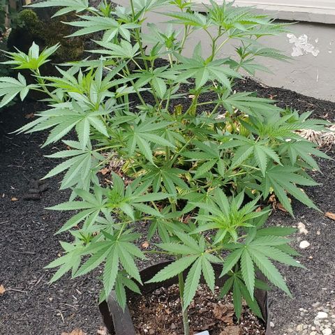 Grandaddy Purple growlog timeline photo
