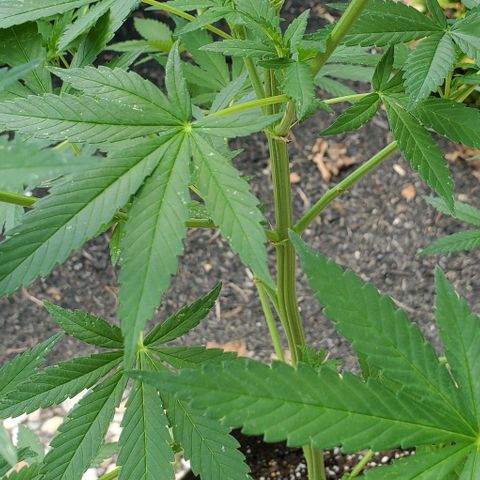 Grandaddy Purple growlog timeline photo