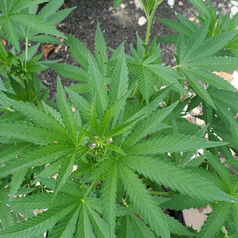 Grandaddy Purple growlog timeline photo