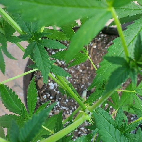 White Berry growlog photo: Long weekend away. Pre-trim
