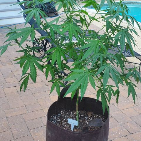 White Berry growlog photo: Long weekend away. Pre-trim