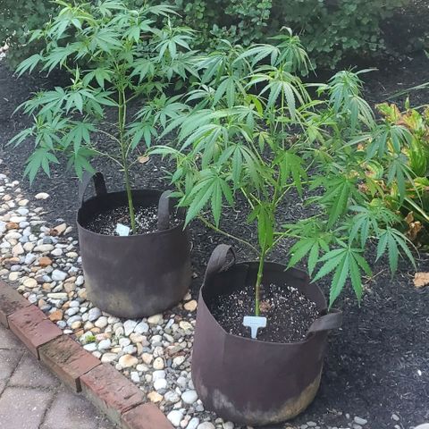 White Berry growlog photo: Long weekend away. Pre-trim