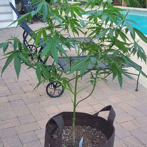 White Berry growlog photo: Long weekend away. Pre-trim