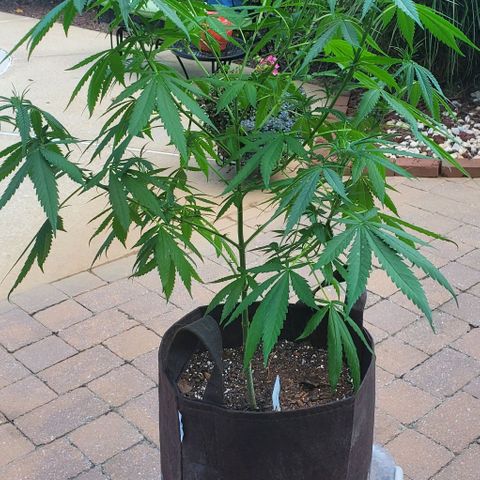White Berry growlog photo: Long weekend away. Pre-trim