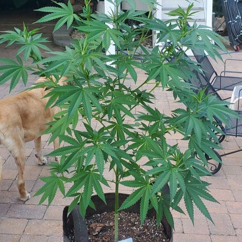 Grandaddy Purple growlog photo: Pre, post trim with trimmings.