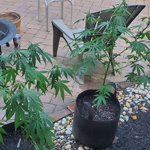 Grandaddy Purple growlog photo: Pre, post trim with trimmings.